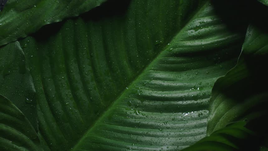 Close up view of dew droplets on a tropical leaf