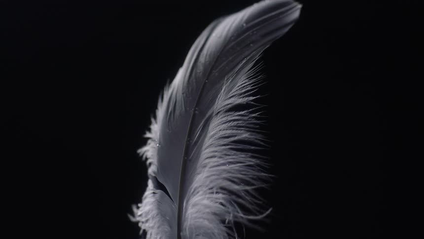 A white and grey feather stood up and blowing in a breeze against a black background