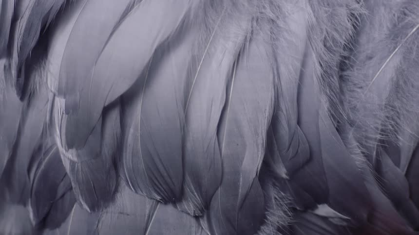 An extreme close up of gray bird feathers made to look like abstract art