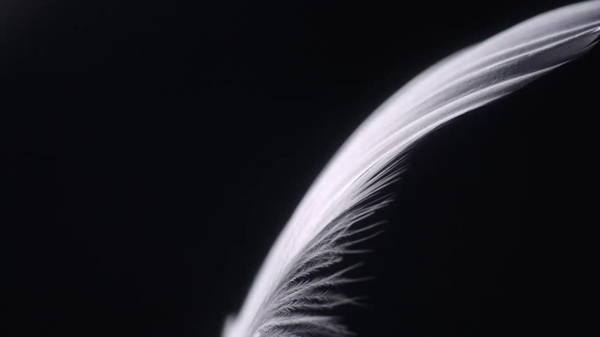 A closeup of a single feather