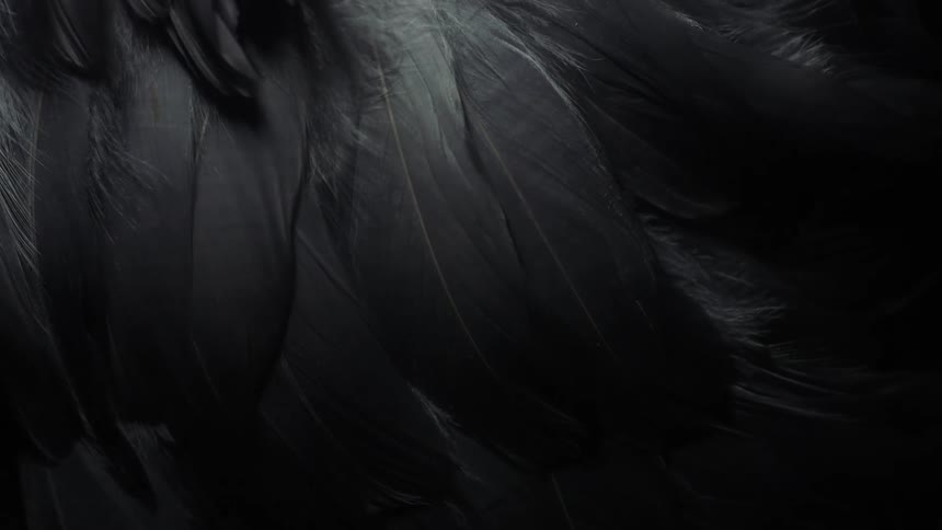 The camera twists as it captures of a closeup of a bunch of feathers