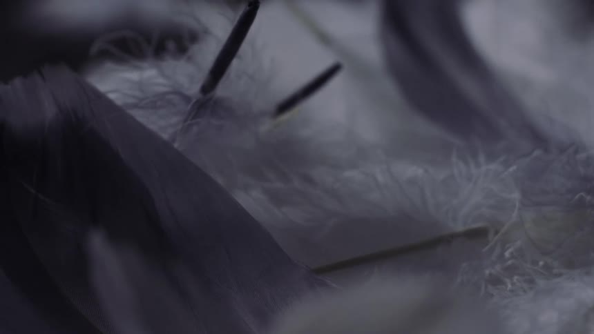 Close up slow motion footage of white and black feathers falling and piling up