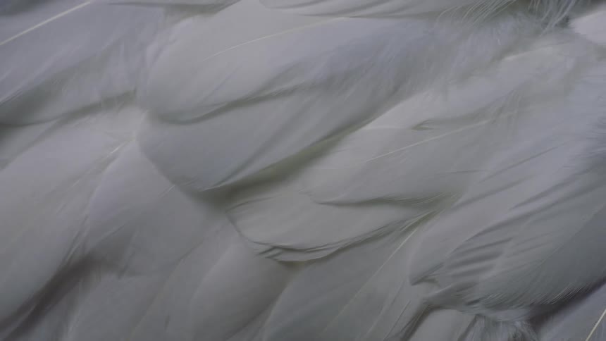 White feathers in a pile laid over each other