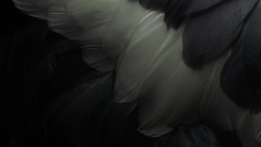 Close up of white and gray feathers under a dim moving white light