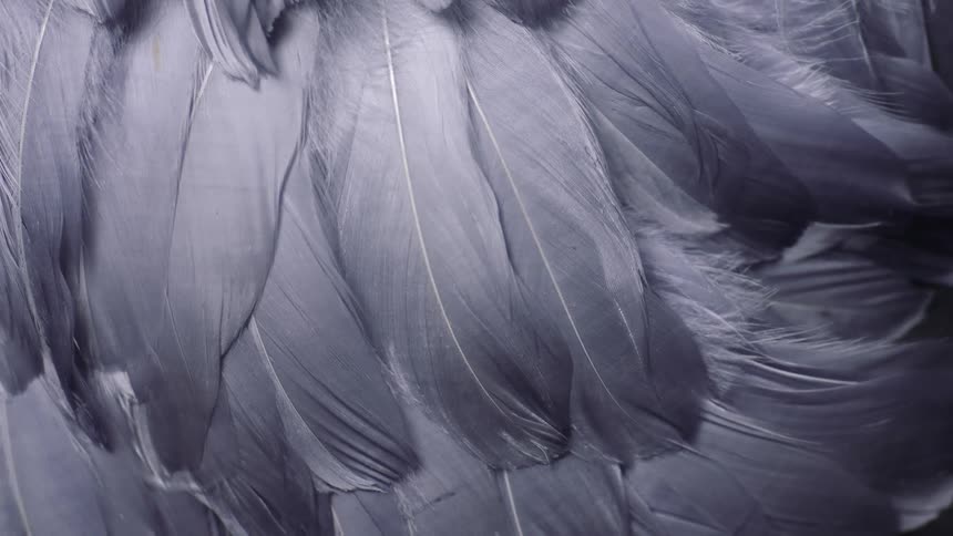 The camera takes a closeup of several bird feathers laid atop each other