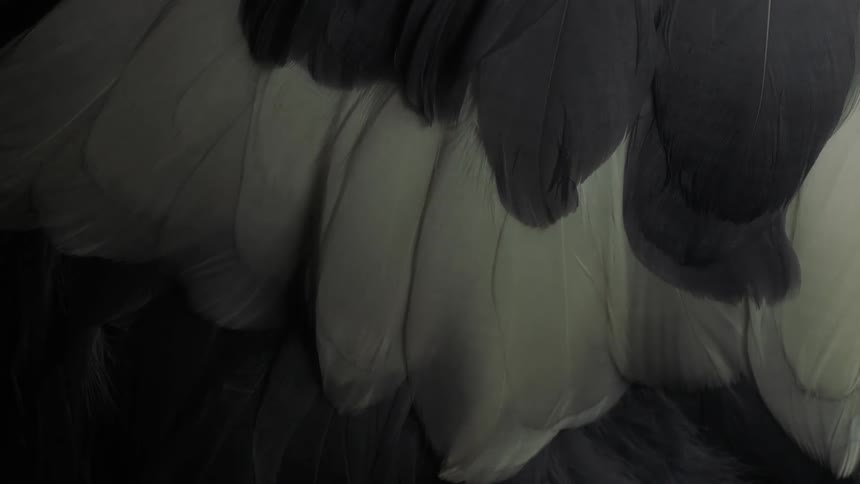 The camera takes a closeup of several bird feathers lined up together