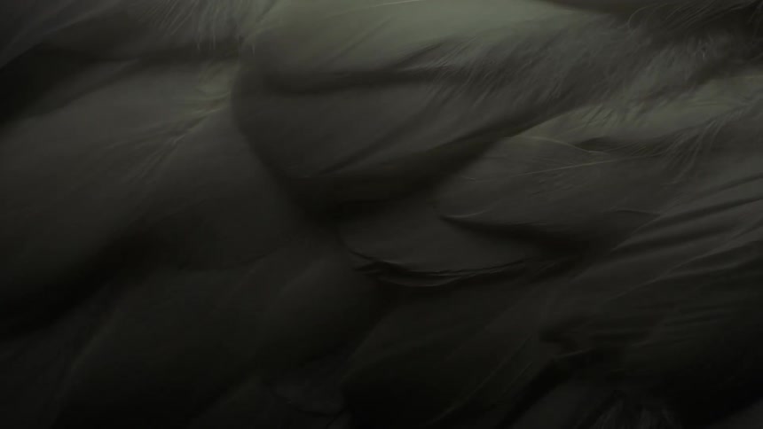 White feathers piled onto each other as a dark shadow casts over them