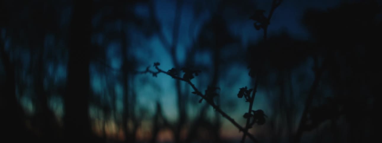 A view of trees at sunset