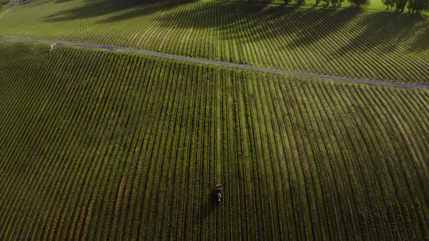 An aerial view of a tractor in a field with rows of plants