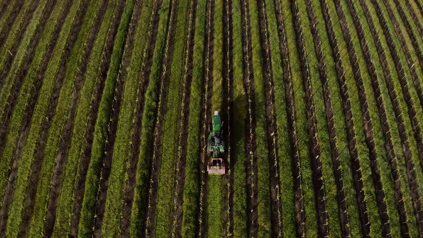 A tractor is harvesting crops in a farm field during midday