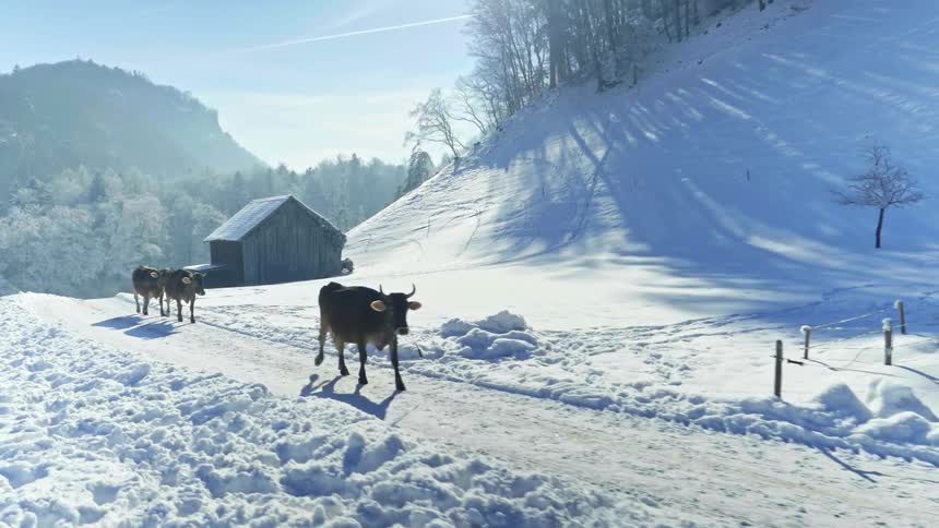 Snowy Morning Farm: Cows Walking through Mountainous Landscape
