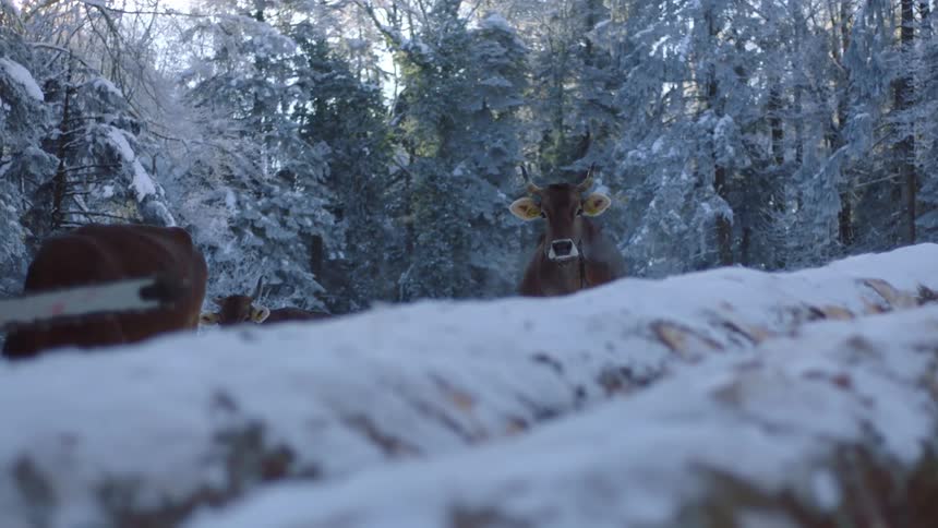 Winter Scene: Cows and Person with Chainsaw Amidst Fallen Trees
