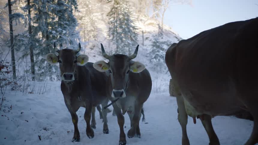 Morning Snow Walk: Cows Approaching Camera in Mountainous Field