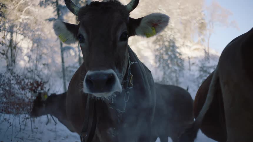 Winter Forest Walk: Cows Grazing in Group
