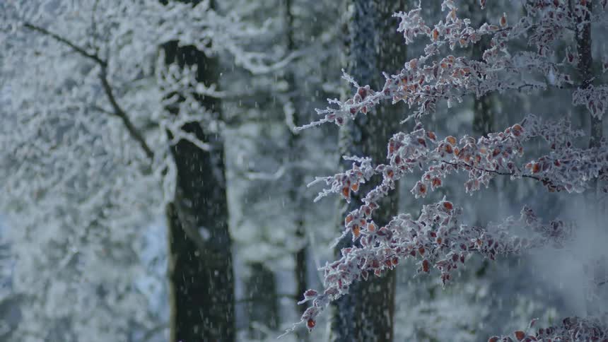 Enchanting Winter Scene: Snowflakes Adorn Tree Branches on a Serene Day