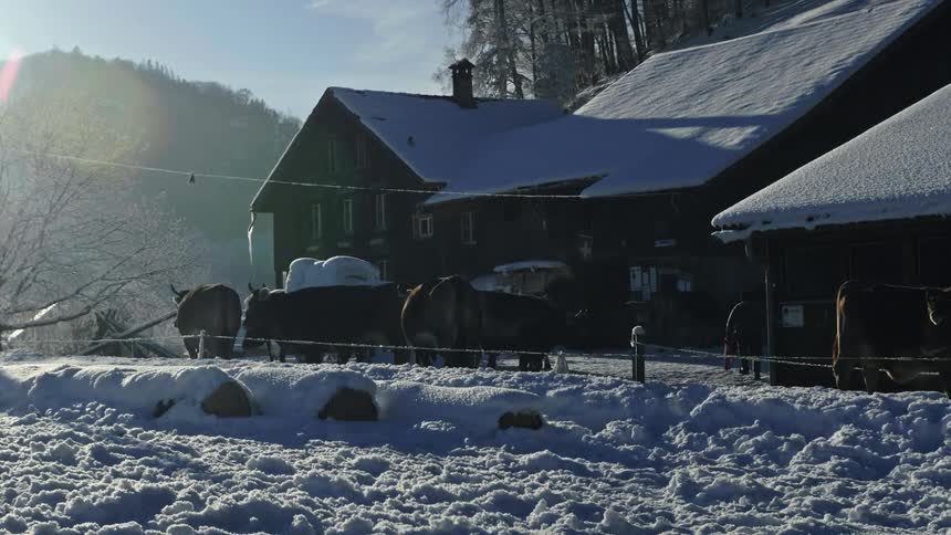 Cows Walking in Snow-Covered Fields at Morning