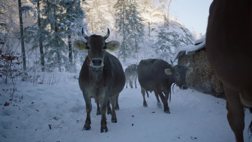 Snowy Winter Scene: Herd of Cows Walking Near Building