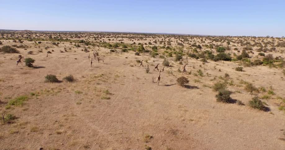Giraffes are running along the field below