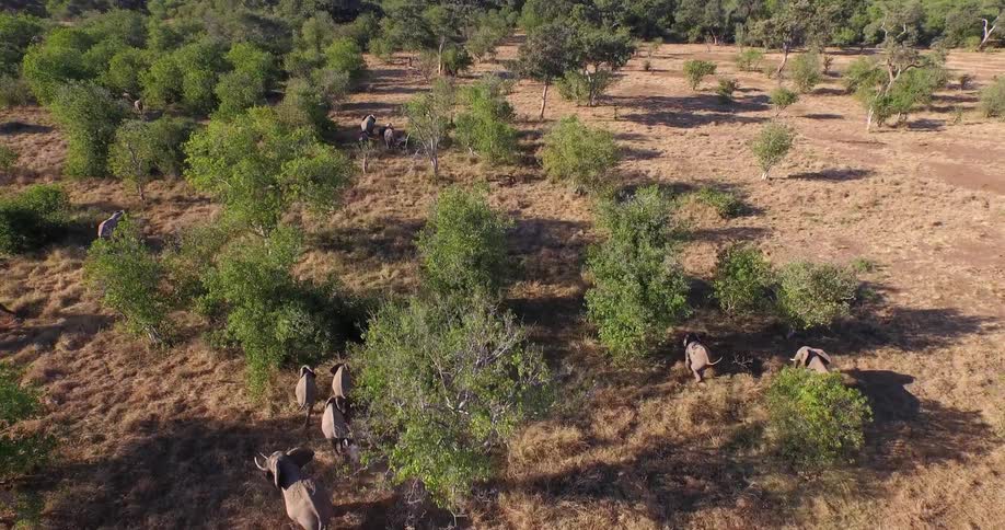 A herd of elephants travel through a forest
