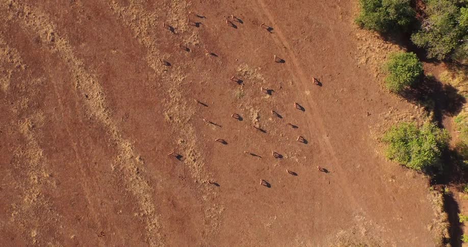 Group of animals on a dirt field as seen from directly above