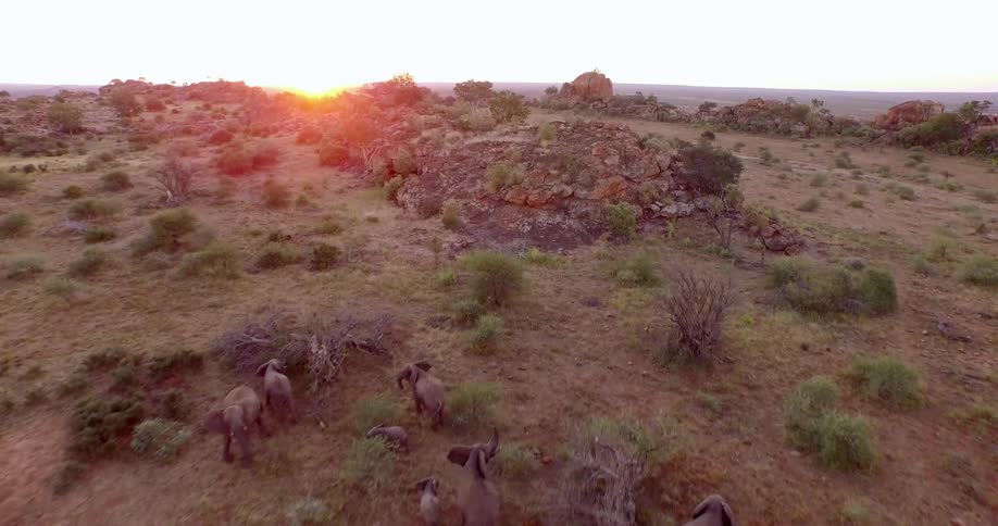 A herd of elephants in the wild as seen from an aerial view at sunset