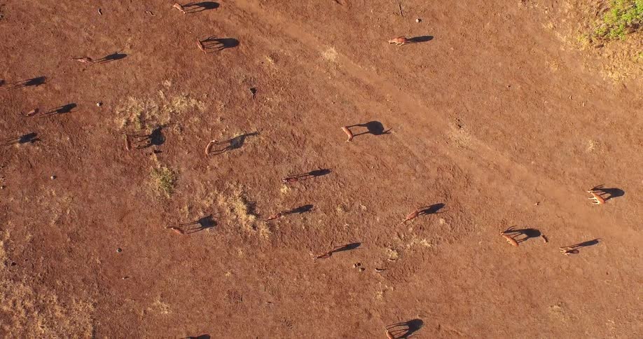 Aerial view of a herd spread out over the desert