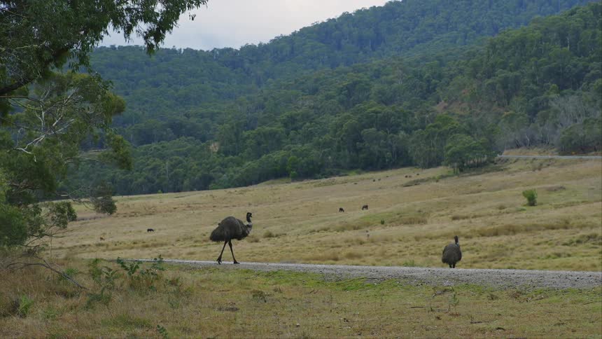 Emus walking in the field next to mountain with forest
