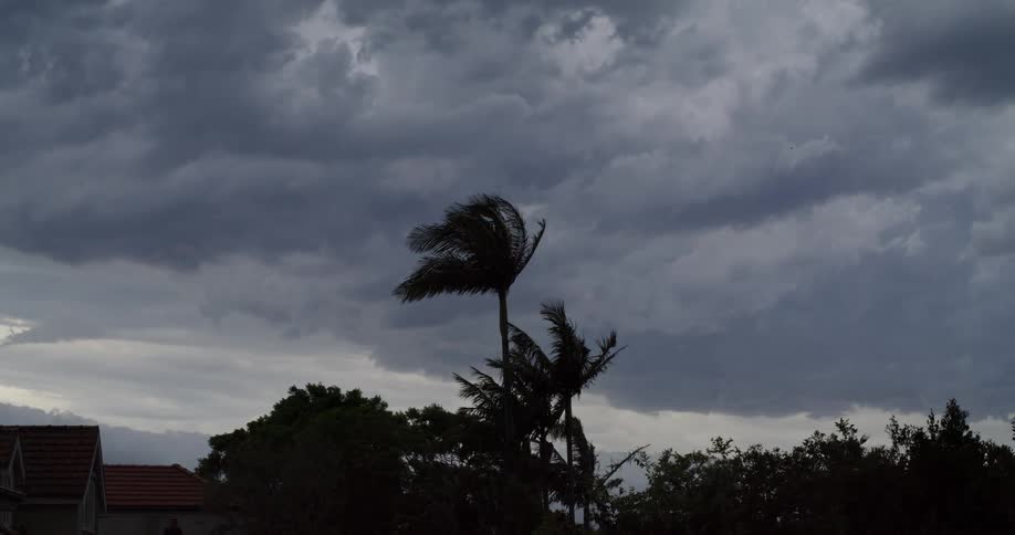 A silhouette of palm trees and houses with the trees blowing in the wind against a stormy gray sky