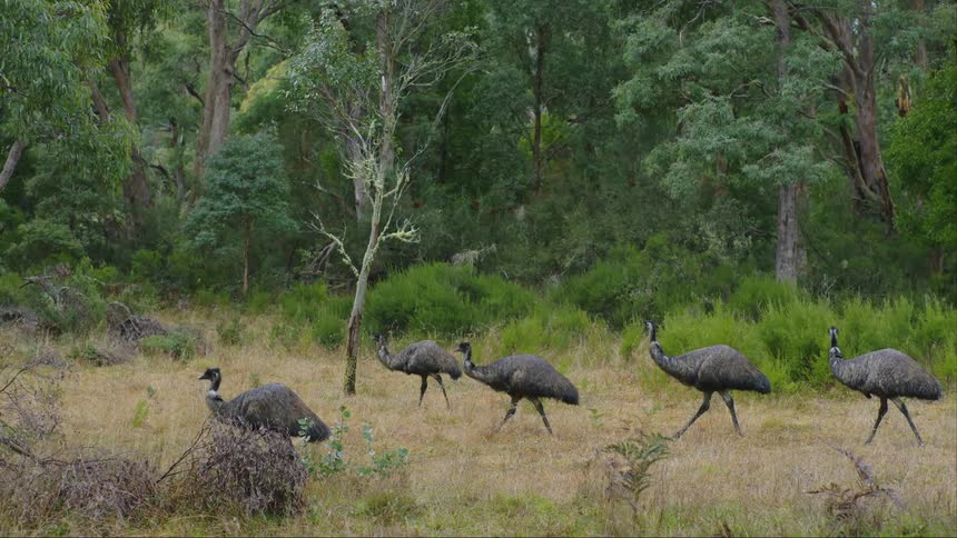 Animals walk together near the trees