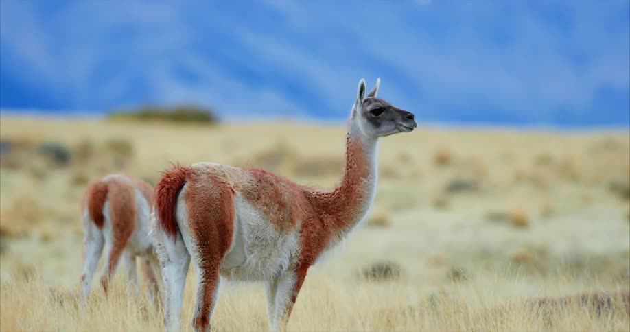 Guanacos grazing in the field