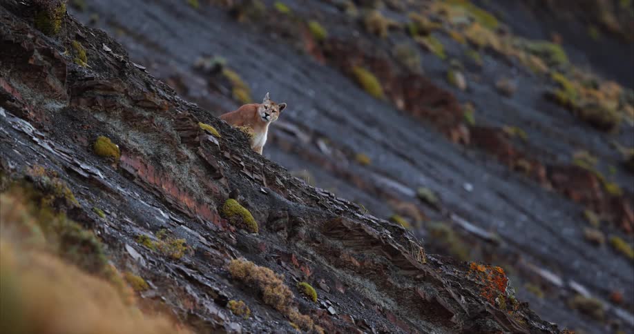 A mountain lion sitting alone on the side of a hill stalking