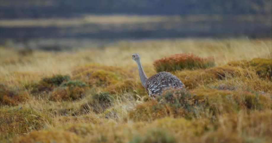 The view is of the nature area and you can see a ostrich