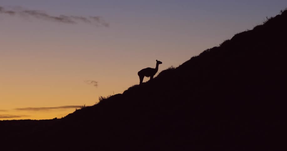 A llama stands on the side of a hill