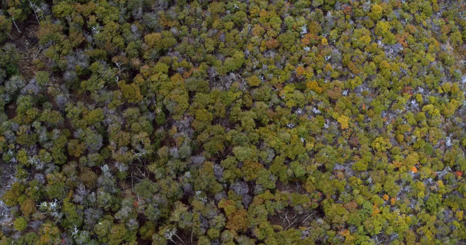An aerial of a dense forest from the top pointing straight down