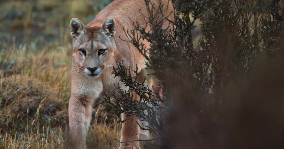 A cougar licks its lips while walking through a field