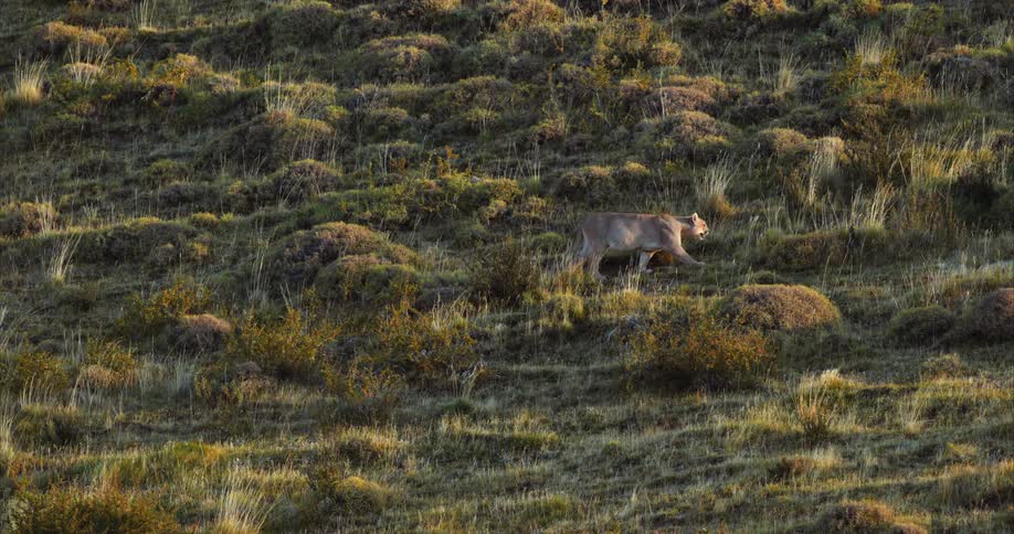A large wild cat walking slowly on a vegetative hillside