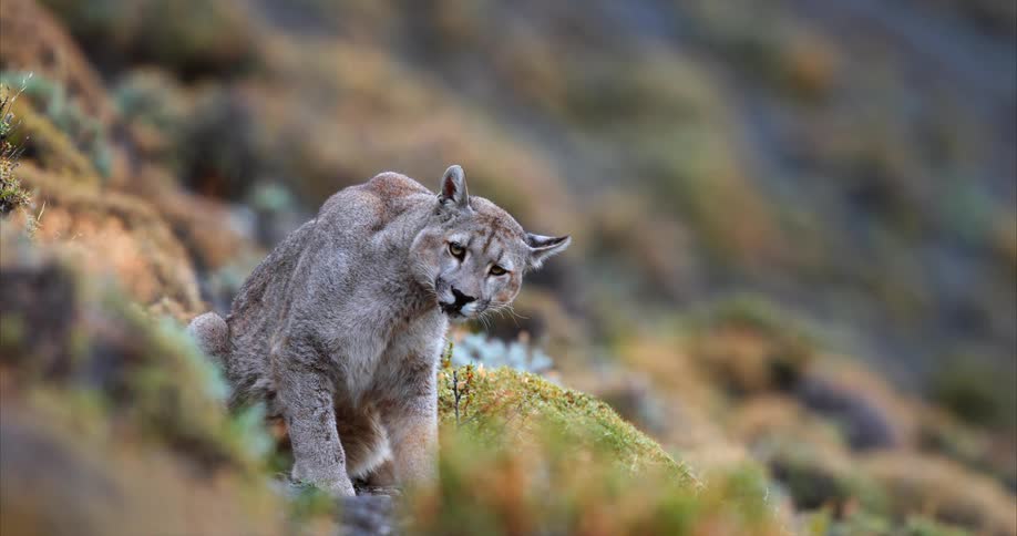 A mountain lion sitting down near a moss covered stone on a hillside slope