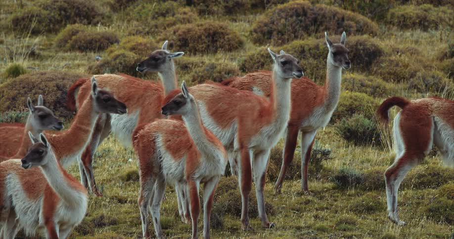 Guanacos running away in the field