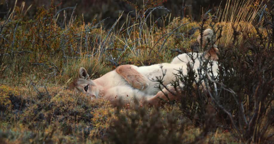 The view is of the nature area and you can see a lion