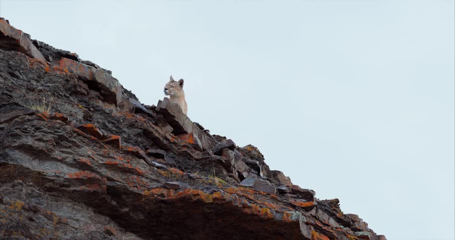 The mountain lion peers over the cliff