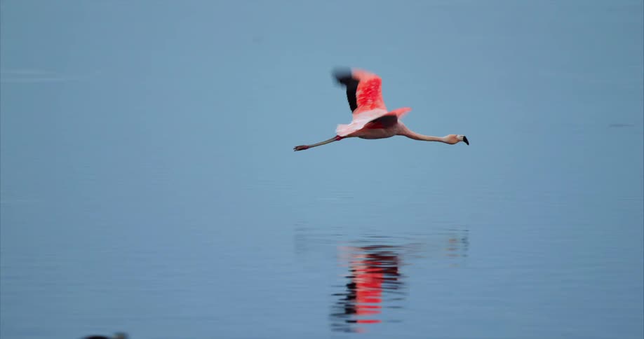 A flamingo flying just above the water as the birds reflection casts on the water below