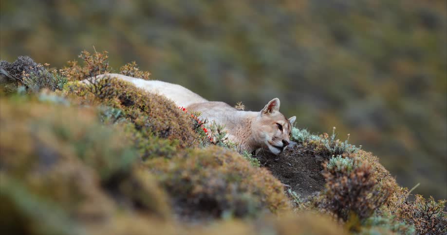 A mountain lion rests on the side of hill thats covered with moss and other groundcover plants