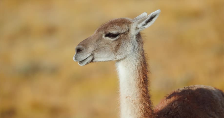 A camels upper body as it stares into the distance on a sunny day