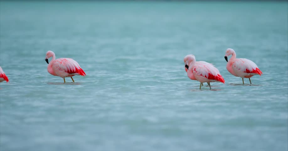 Pink flamingos are wading in the water