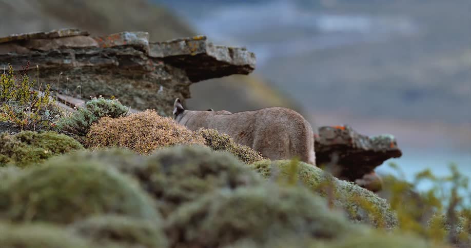 Cougar in the wilderness slowly walking up the slope of a mountain at daytime
