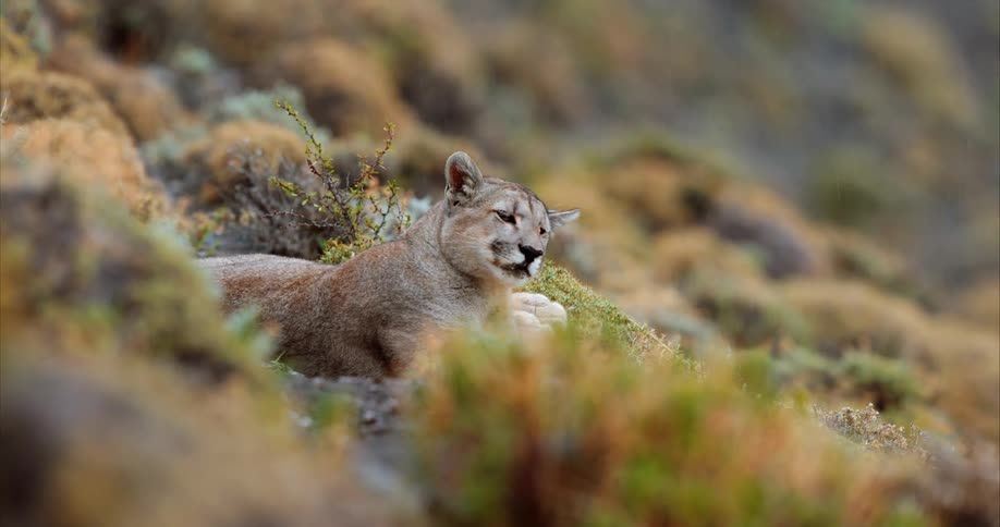 A cougar laying down in nature with vegetation around it