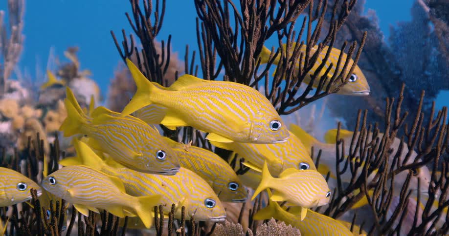 Yellow fish swimming near a tall coral plant at the ocean floor as other species of fish swim by