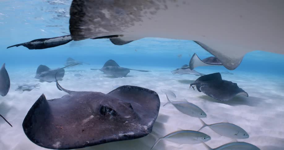 Sting rays and fish swimming in shallow water near the sandy bottom of the ocean