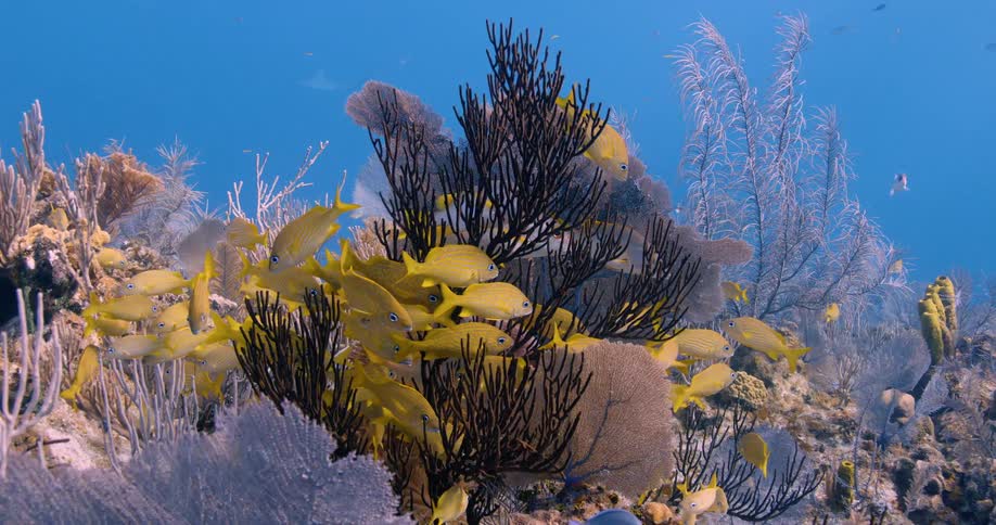 The view is of fish swimming around the ocean