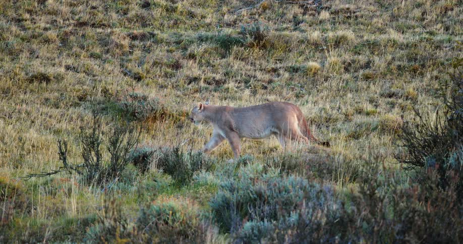 The view is of a lion that is wandering outdoors in the day time